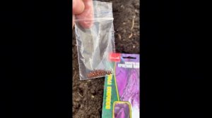 Ура, старт! Посев зелени и капусты в теплицу