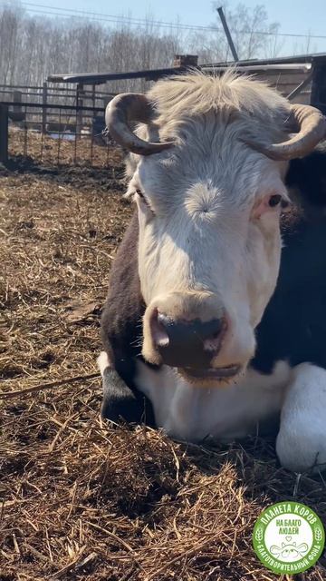 План на эти выходные: уровень «счастливая коровка»