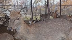 Оленья экоферма на Сахалине.mp4