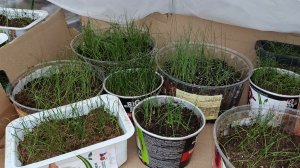 03.04.26 Несчастная рассада лука начинает оживать.🙂