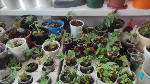 Черенки и череночки,ростки и росточки на весеннем подоконнике