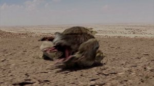 5396.mp4о грабоидах