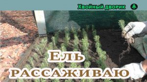 🌲 РАССАЖИВАЮ ЕЛЬ ГОЛУБУЮ: 200 ШТУК ЗА ПОЛТОРА ЧАСА — ПОКАЗЫВАЮ КАК!