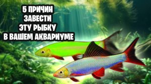 ЦВЕТНЫЕ РЫБКИ ДЛЯ ВАШЕГО АКВАРИУМА