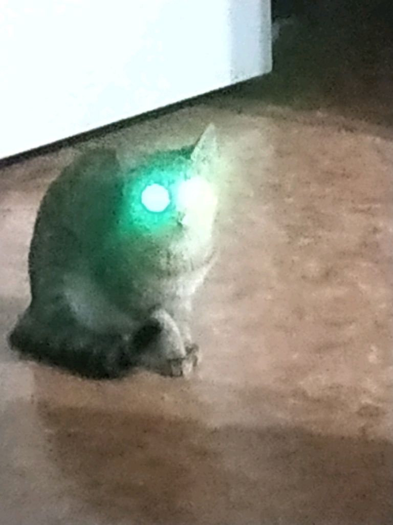 моя кошка пушка