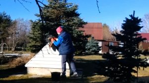 высаживаю и сею  уже ! мою и чищу  на даче .Страшное место 🤭