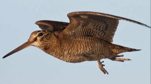 Разведка новых мест для вечерней тяги вальдшнепа