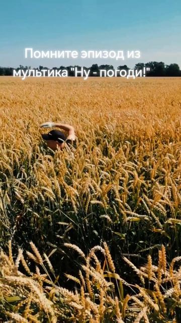 Огромные пшеничные поля. Красота природы #природа #счастьевмалом #красотамира #косимтрынтраву #нупог