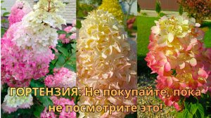 7 ОШИБОК ПРИ ВЫБОРЕ ГОРТЕНЗИИ, КОТОРЫЕ СОВЕРШАЮТ ПОЧТИ ВСЕ