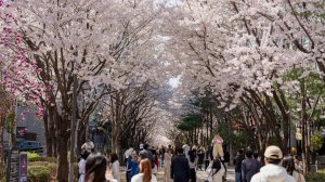 Seoul Travel Walking Tour 🌸 Dreamy Cherry Blossom Tunnel at Gyeongui Line Forest Park