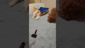 Пудели и другие любимые