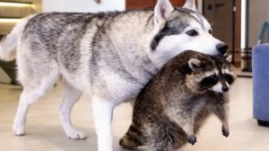 ХАСКИ НАПАЛ НА ЕНОТА!!