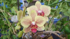 Покупки с рынка Домодедовского, Москва.