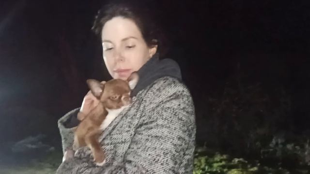 Гораций нашёл НОВЫЙ дом 03/04/26 #купить_щенка_чихуахуа_продаю +79215950848