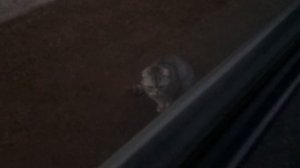 Катяра делает прыжок вроде