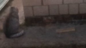 Сидит на квадрике или в машине