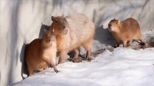 Капибары в Московском зоопарке впервые вышли на весеннюю прогулку

Семья животных после зимнего ...