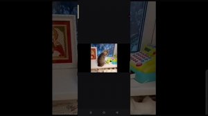 если бы котики ходили в школу Вася (говорящий кот)