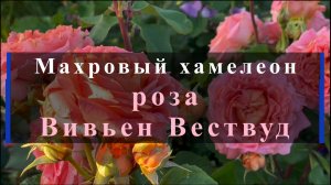 Махровый хамелеон - роза Вивьен Вествуд