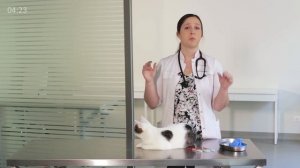 Как правильно ставить укол инсулина коту и собаке? Как сделать укол инсулина коту и собаке. 18+