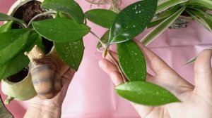 Сериал "Цветочный рай" Весенние заботы🤗🤗🤗