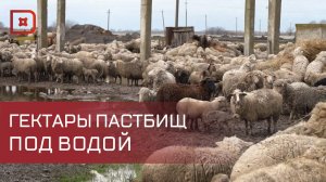 Аномальные ливни в Дагестане нанесли удар по зимним пастбищам