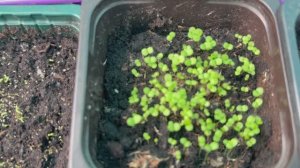 Дружные всходы однолетних цветов.