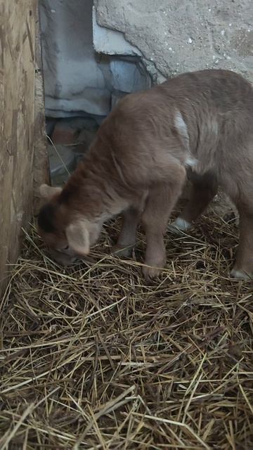 У нас появилась замечательная малышка. Знакомьтесь - Луна.
#Усадьба
#Сеща 
#Зверюшки