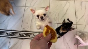 С утра пораньше все с удовольствием полакомились.