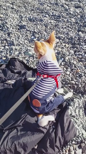 #ЧихуахуаРеди❤️НА ПОБЫВКУ ЕДЕТ МОЛОДОЙ МОРЯК