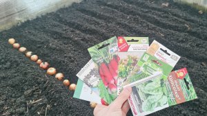 Первые посевы в теплице 3 апреля сезон 2026! Огурцы для раннего урожая.