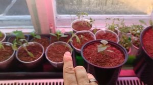 Работа-работа иди на Федота...