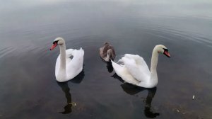 Любовь Костоглотова  "Лебединый мой край" (музыка и слова Ирины Скибиной)