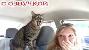 УГАР ДО СЛЕЗ! Приколы с котами! - С ОЗВУЧКОЙ! СМЕШНЫЕ КОТЫ! Самые смешные животные!
