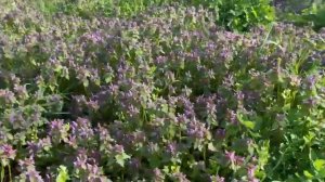 Большой человек. 2-я серия. Смотреть онлайн все серии подряд бесплатно  обзоры