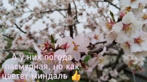 Я на юге, цветет минлаль , но пасмурно!