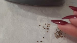 ПОСЛЕ ТАКОГО ПОСЕВА ВИОЛА ВСХОДИТ ЩЁТКОЙ!