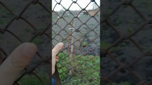 Я в Чиколе!Часть 2.Обзор земель.