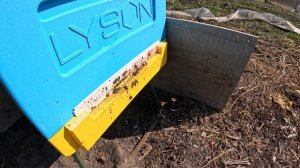 Пчёлы 2026-04-03 - часть 5