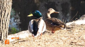 Погода на весну