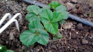 Первая Весенняя ПОДКОРМКА КЛУБНИКИ: Чем подкормить клубнику ранней весной для большого урожая 🍓