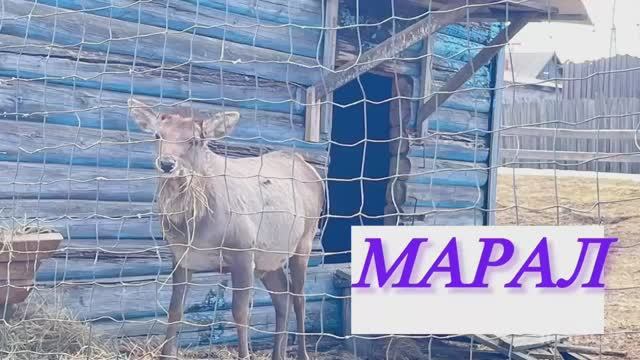 #маралы #животные #дикиедомашниеживотные