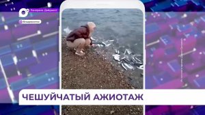 Во Владивостоке у Токаревского маяка сельдь кишит у берега