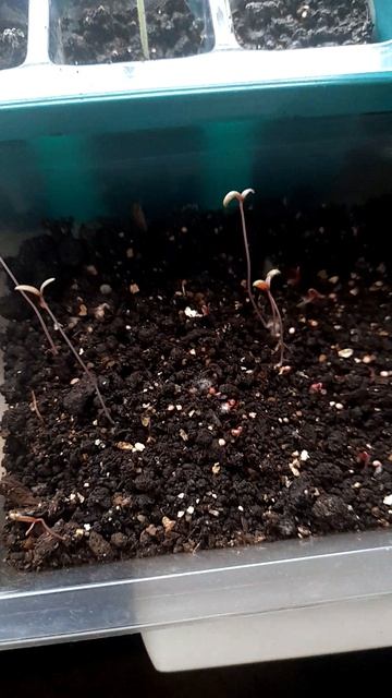 Обзор рассады амаранта, петунии и колокольчика на 03.04.2026 г.