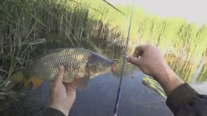 ✔✔✔Таскаю карпов в камышах на боковой кивок✔✔✔