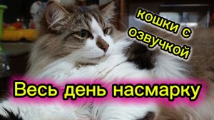 КОШКИ С ОЗВУЧКОЙ.