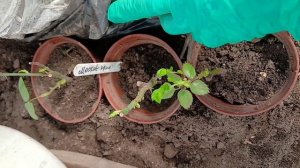 2336. Сегодня проверяем посевы ранней зелени в теплице,26.04.26