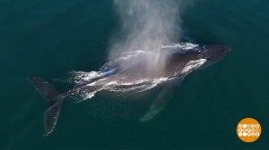 Бегемот киту не товарищ! А родственник... Доброе утро. Фрагмент выпуска от 03.04.2026
