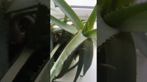 Кривое зеркальце обзоры на Губареву- Льва, выгнали из дома как пса.🤭🤭🤭