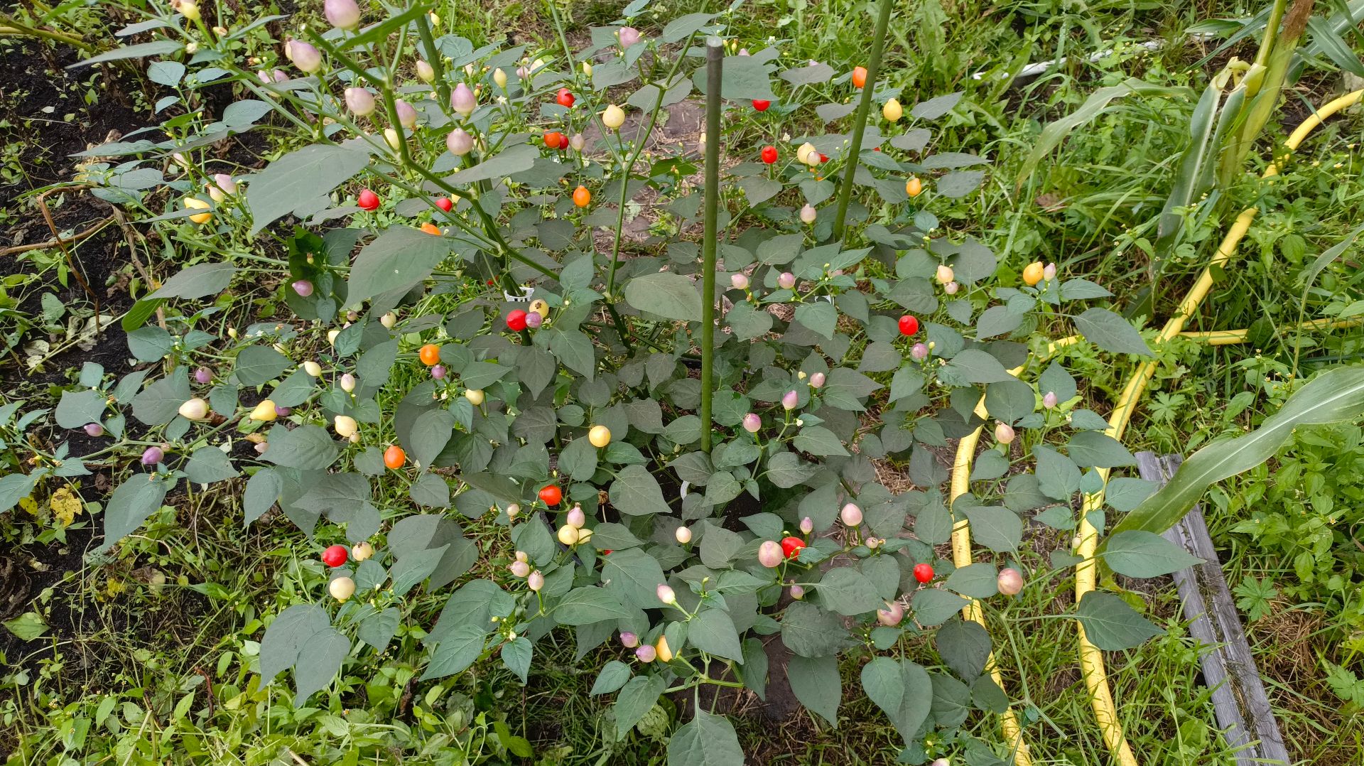 Перец баккатум Moranguinho (CP-341) выращивание  в ведре 20л - 2025г